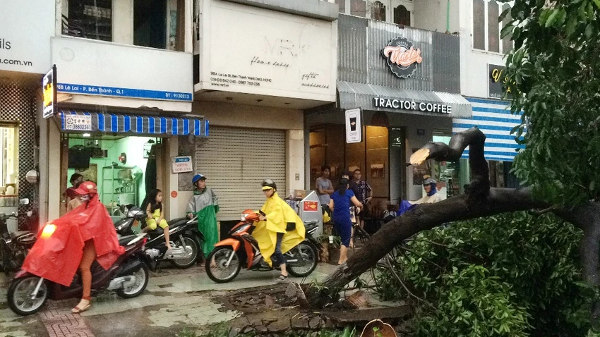 Cây chắn ngang đường khiến việc lưu thông qua khu vực gặp không ít khó khăn. 